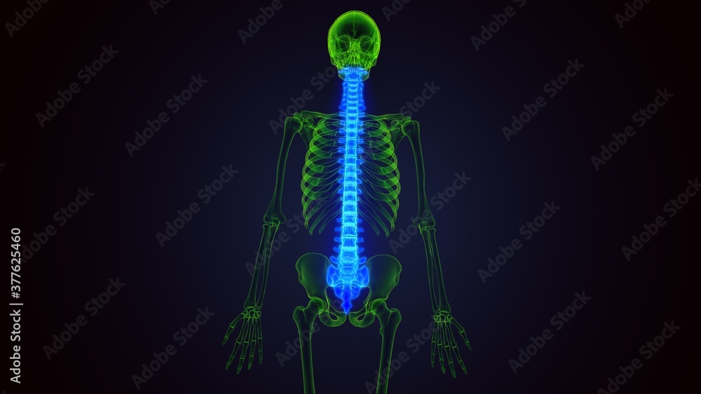3d illustration of Skull With Spinal Cord Anatomy

