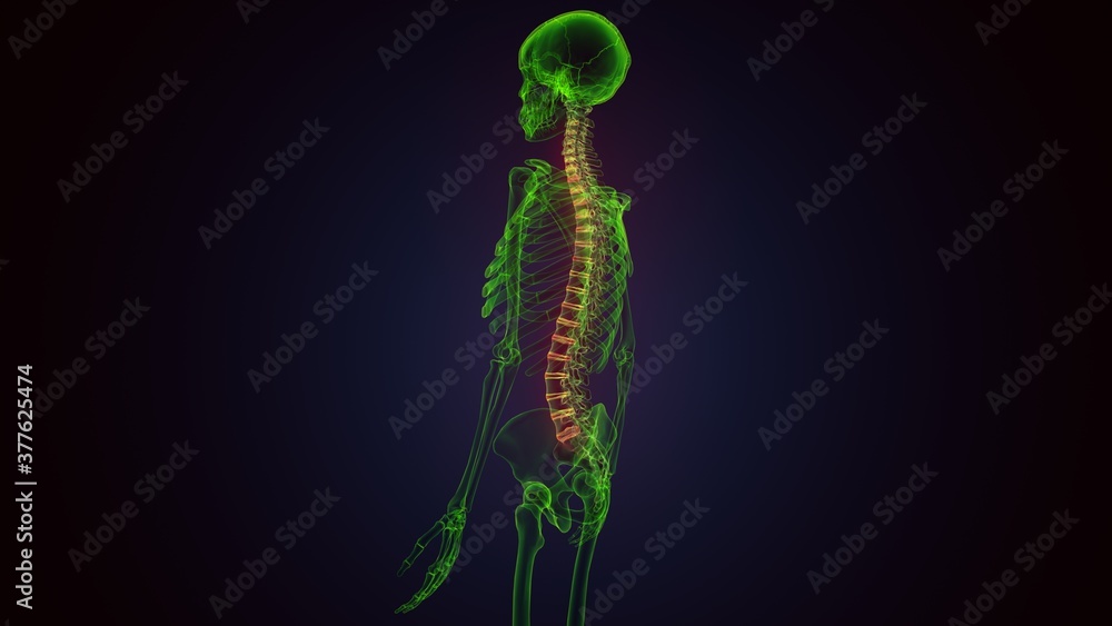 3d illustration of Skull With Spinal Cord Anatomy
3d illustration of Skull With Spinal Cord Anatomy