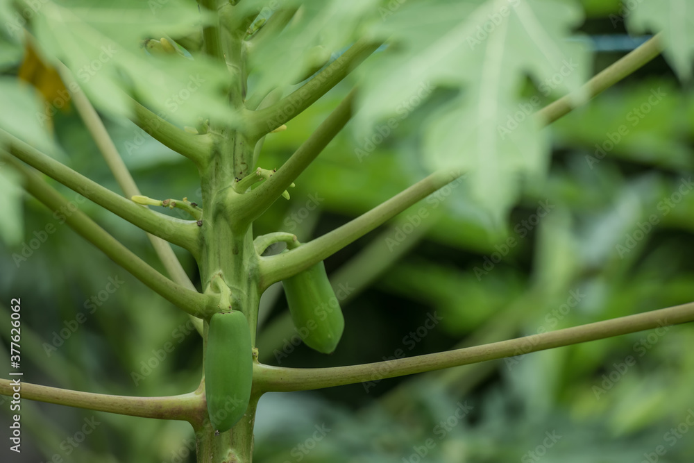 Fototapeta premium Green Papaya on the trunk