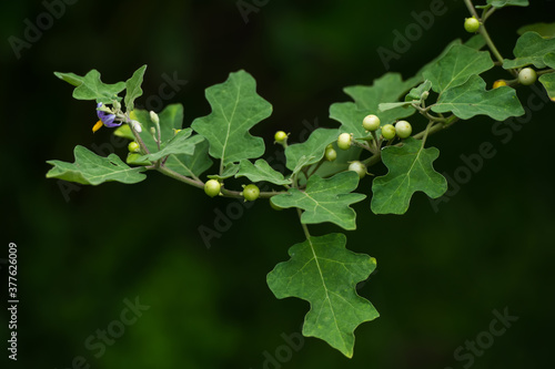 Sparrow's Brinjal or Bitter gourd on tree.