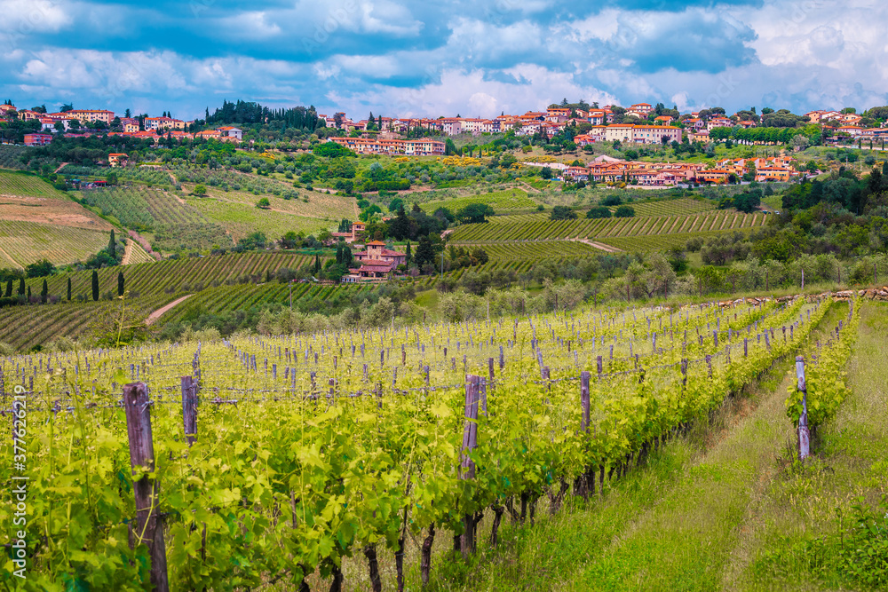Amazing vineyard with spectacular cityscape, Chianti region, Tuscany, Italy, Europe
