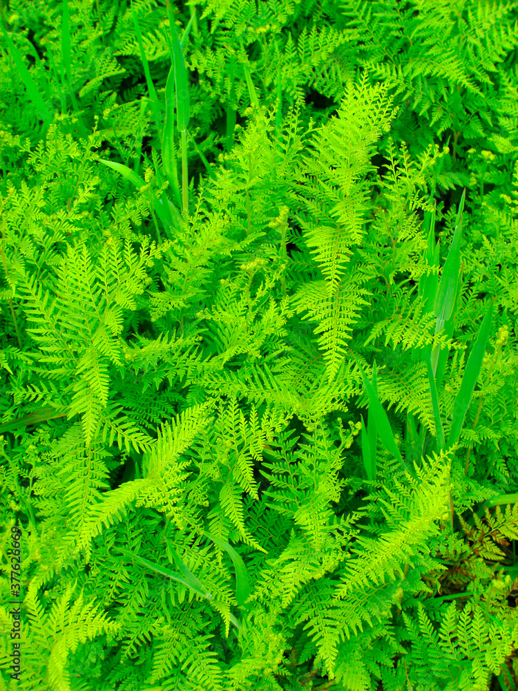 Beautyful leaf of fern (Cyathea lepifera)