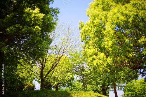 公園の樹木と見上げる青空 © katsuji