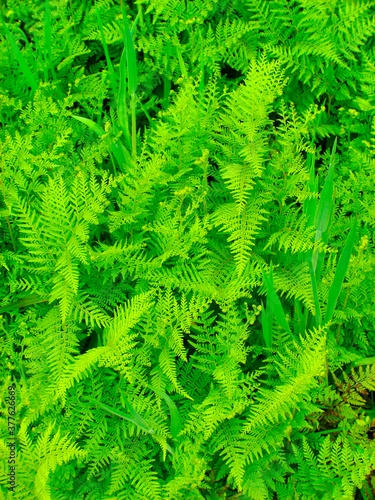 Beautyful leaf of fern (Cyathea lepifera)