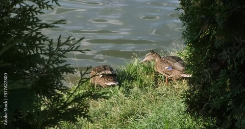Happy brown wild ducks eating grass, walking around the green field, going into the lake, river swimming, having fun on the summer sunny day in slow motion, wildlife video 4k funky animals in nature 