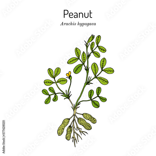 Peanut, or groundnut Arachis hypogaea 