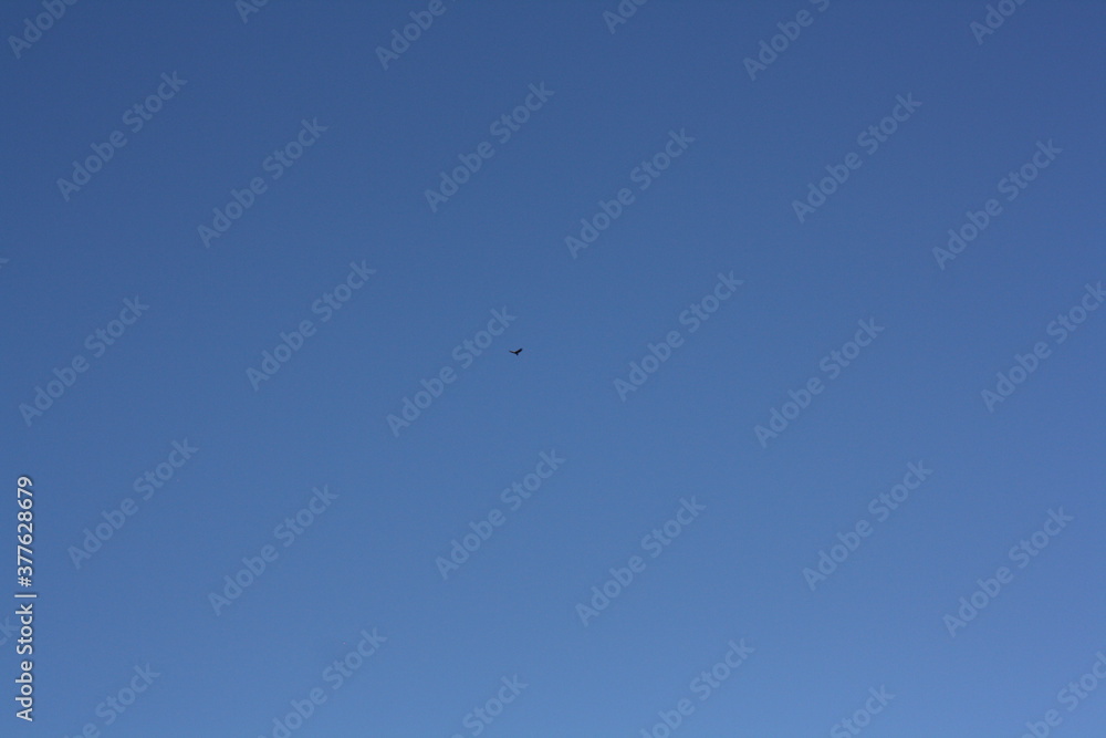 Eagle in the sky Eagle in the sky