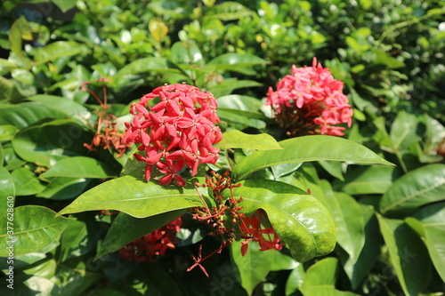 익소라(west indian jasmine)