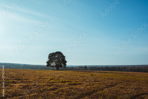 a lone pine tree stands in a field