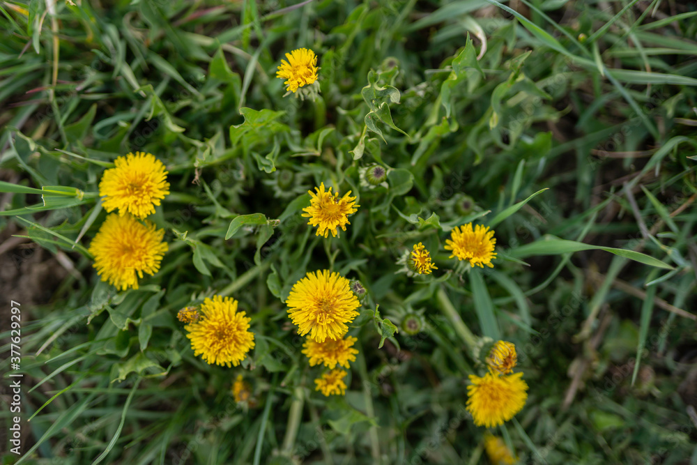 meadow with dandelions on a sunny day. dandelions in spring. flowering dandelions closeup. meadow with dandelions on a sunny day. dandelions in spring. flowering dandelions closeup.
