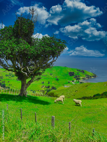 Sheeps in green mountain meadow, rural scene in New Zealand with a tree in frot of the pacific ocean