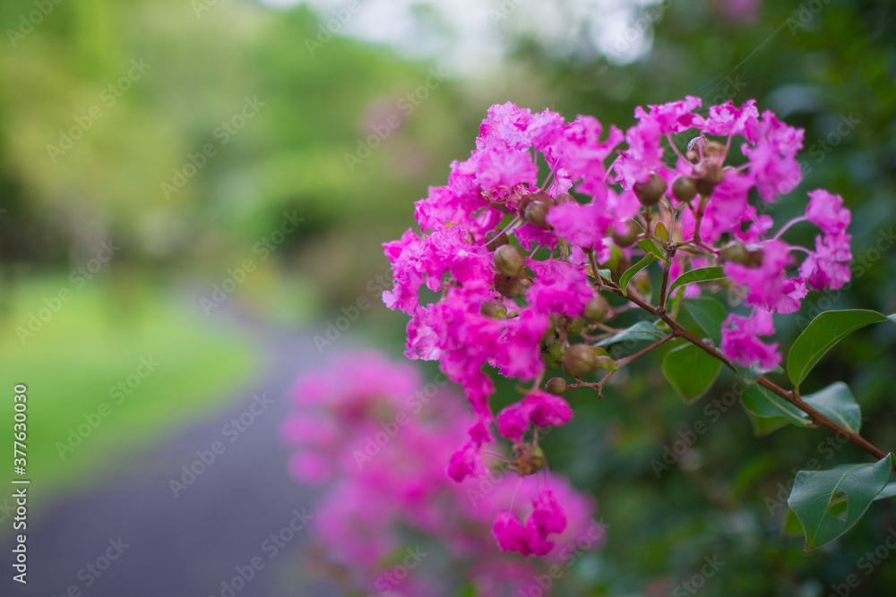 日本の公園に咲いているピンク色の花