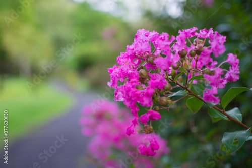 日本の公園に咲いているピンク色の花