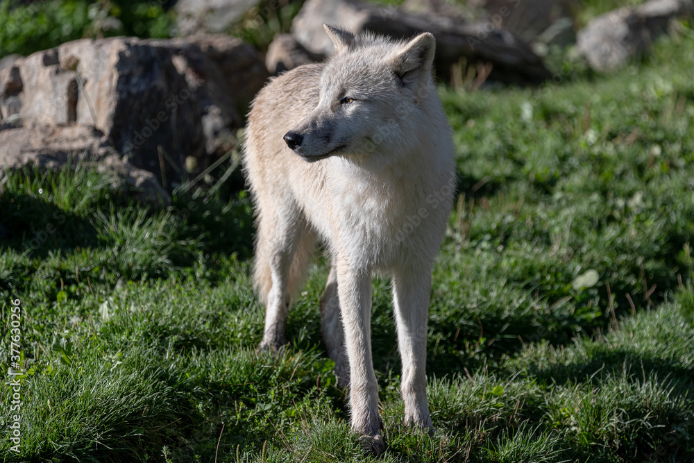 White wolf in the forest White wolf in the forest