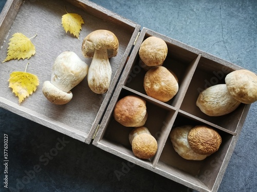 Penny Bun (Boletus edulis) mushrooms on the black background. Autumn background. Menu concept. Top view. 