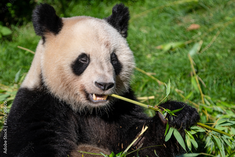 Obraz premium Panda eats bamboo in the forest