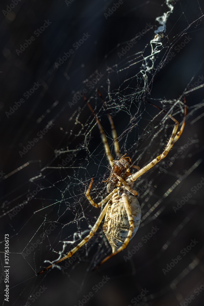 Argiope Lobata. Spider eats insect it has hunted. Argiope Lobata. Spider eats insect it has hunted.