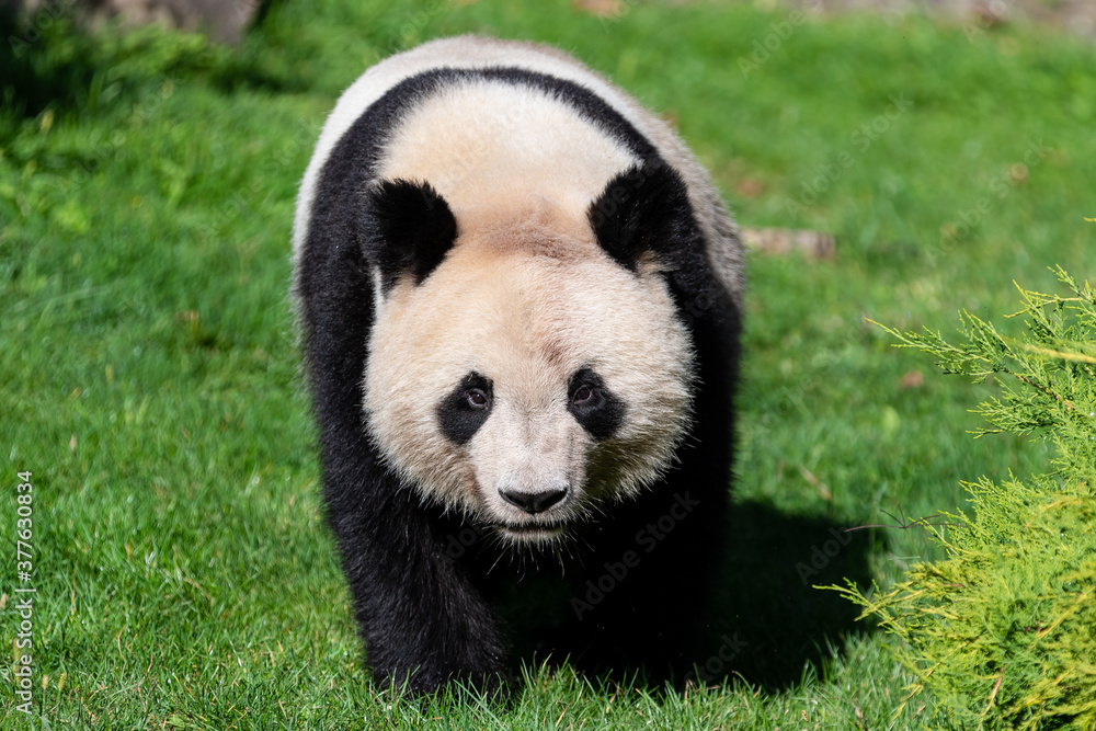 Panda walking in the forest Panda walking in the forest