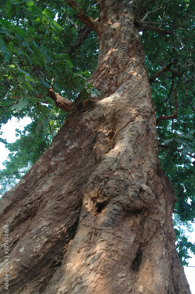 Oak Tree trunk
