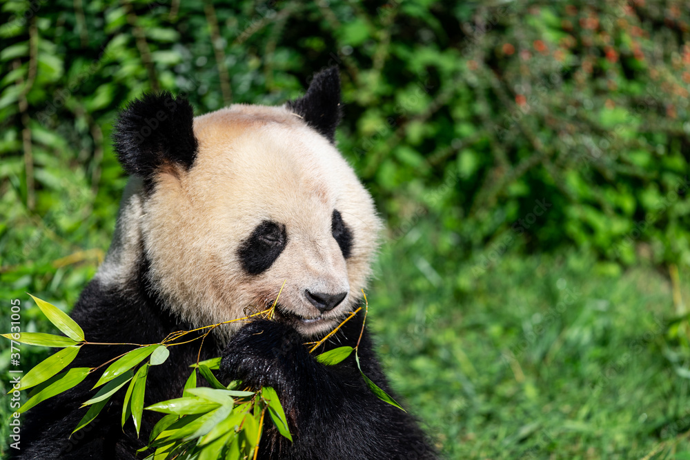 Naklejka premium Panda eats bamboo in the forest