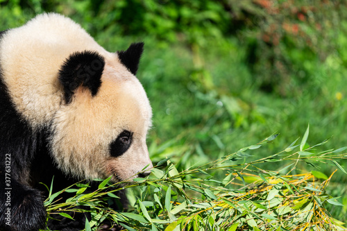 Fototapeta Naklejka Na Ścianę i Meble -  Panda eats bamboo in the forest