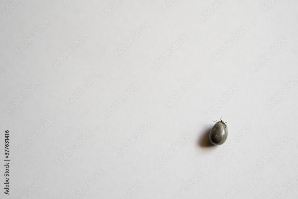 Tick full of blood. Isolated on white surface. Copy space. Tick full of blood. Isolated on white surface. Copy space.