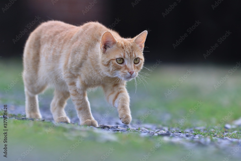 red cat  goes around the garden. felis silvestris catus