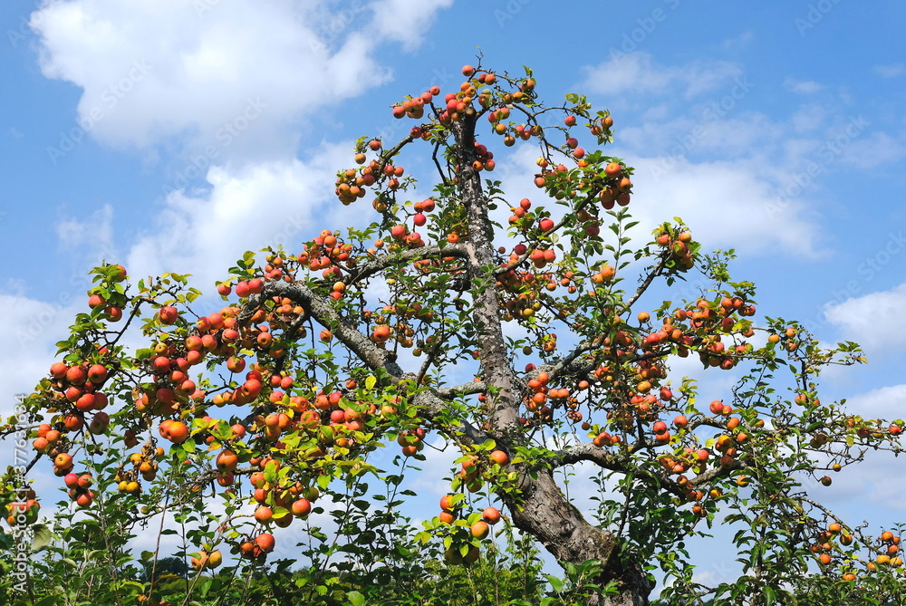 Apfelbaum in Streuobstwiese