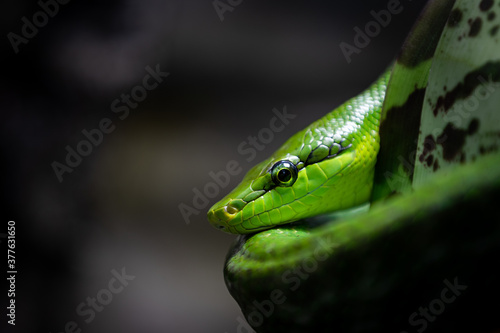 Portrait of green snake in the forest