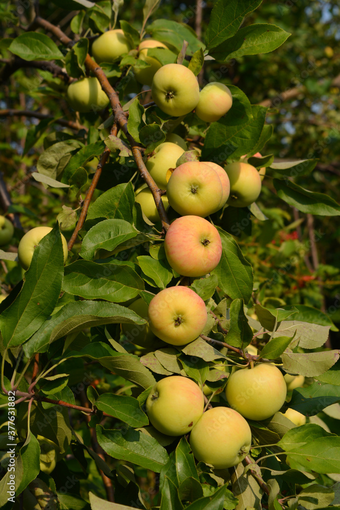 Apple tree of the White Fill variety grows in the garden in the Middle Volga region. Rich harvest of fruits