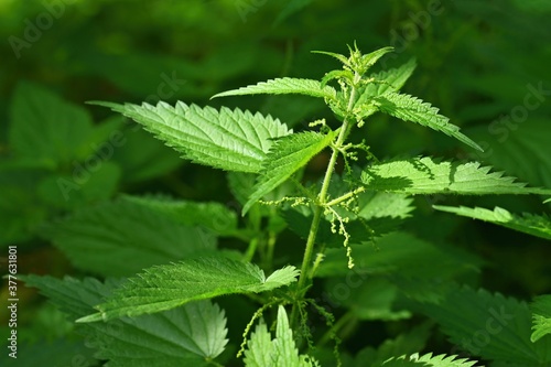 Beautiful nettle in nature with sun. (Urtica dioica)