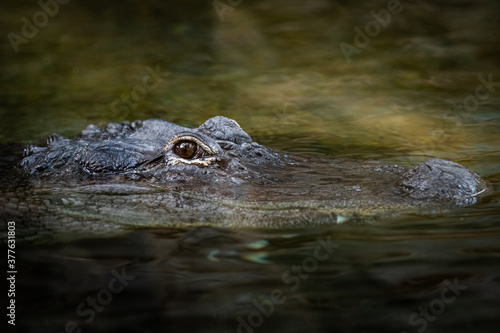 Portrait of crocodile in the jungle