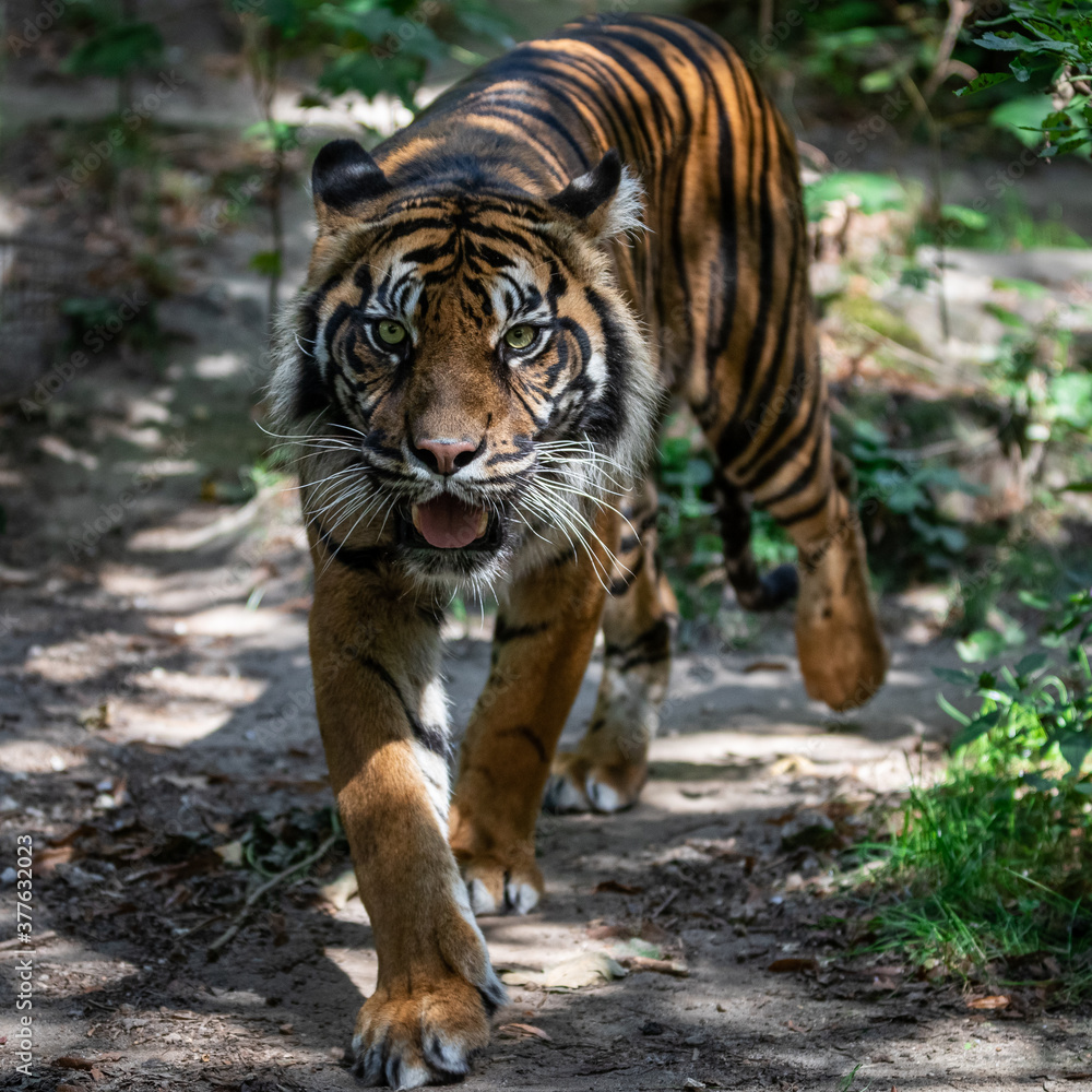 Obraz premium Tiger walking in the forest