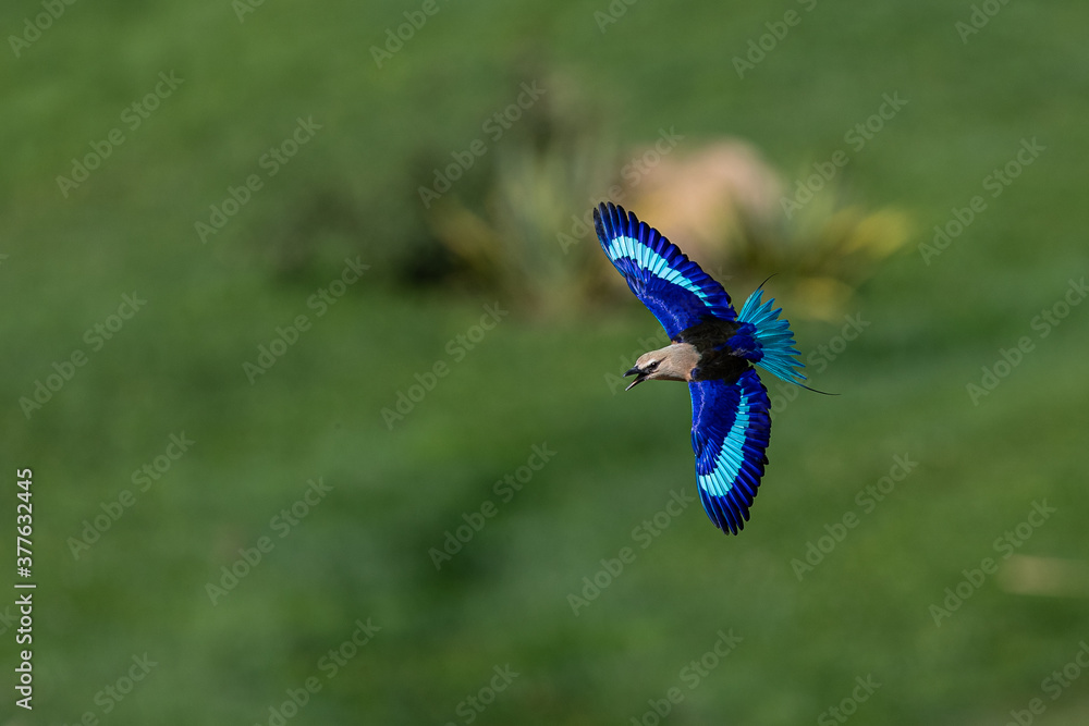 Blue-bellied Roller flying in the forest