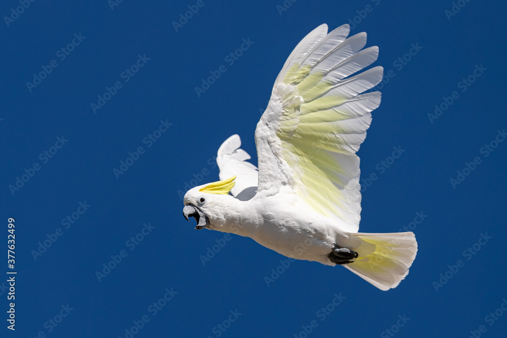 Sulphur-crested Cockatoo flying and crying in the sky