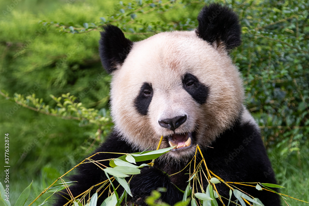 Obraz premium Panda eats bamboo in the forest
