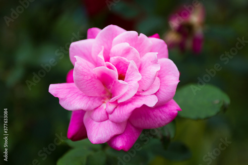 Rosa chinensis, known commonly as the China rose, alternatively known as Bengal rose or Bengal Crimson or Bengal Beautyse is a member of the genus Rosa native to Southwest China in Guizhou. Bokeh