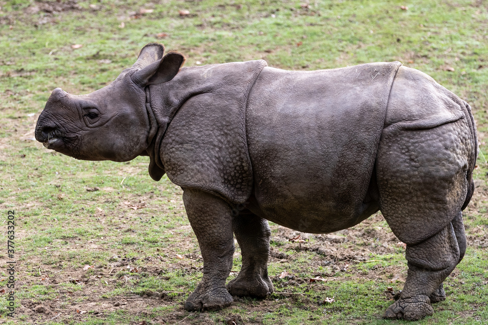 Fototapeta premium Indian Rhinoceros in the meadow