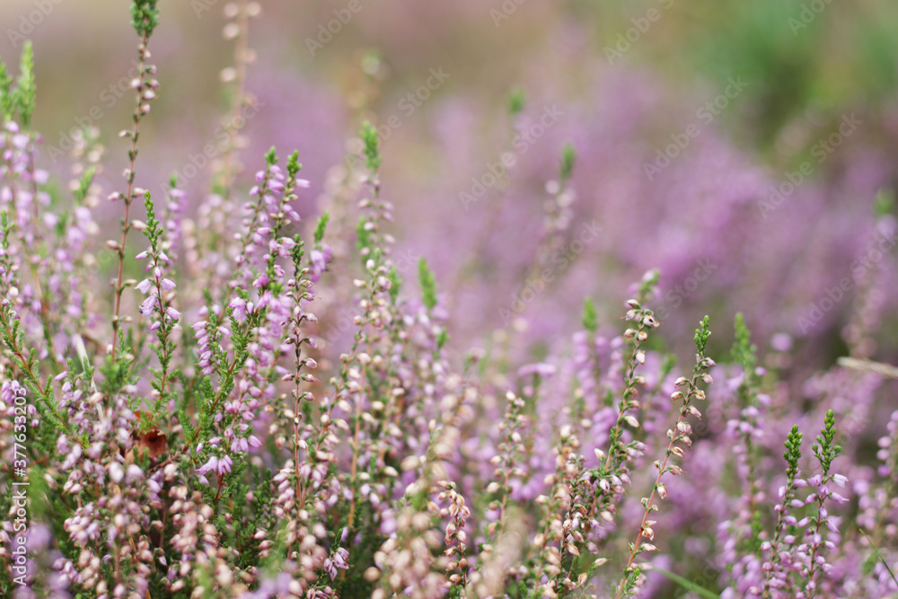 beautiful violet heather flowers beautiful violet heather flowers