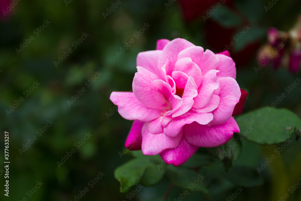 Rosa chinensis, known commonly as the China rose, alternatively known as Bengal rose or Bengal Crimson or Bengal Beautyse is a member of the genus Rosa native to Southwest China in Guizhou. Bokeh