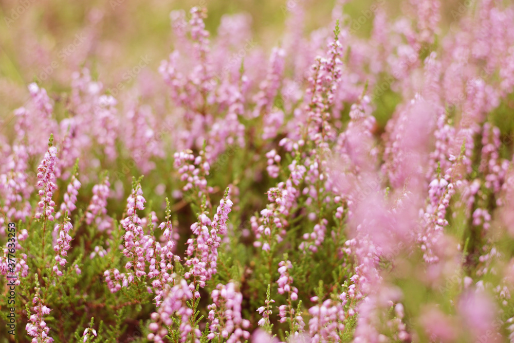 beautiful violet heather flowers