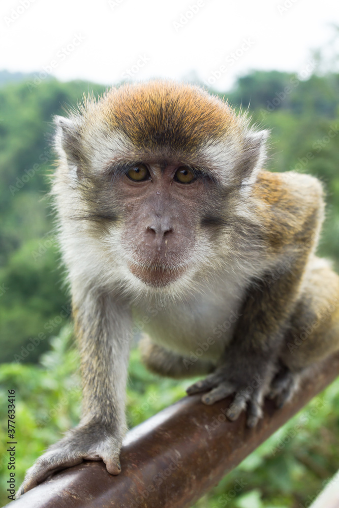 Monyet Ekor Panjang (Macaca fascicularis) living in Sianok Canyon.