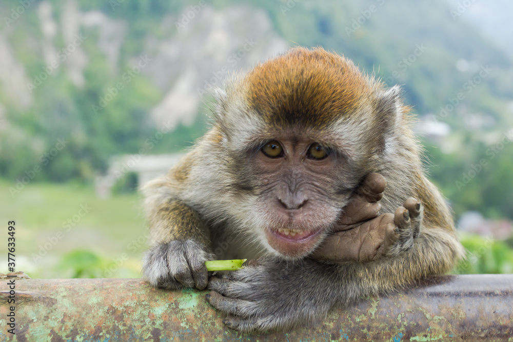 Obraz premium Monyet Ekor Panjang (Macaca fascicularis) living in Sianok Canyon.