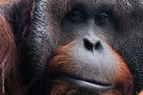 Portrait of orang-utan in a dark atmosphere © AB Photography