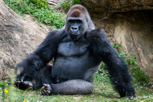 Photographie silverback gorilla resting in the meadow