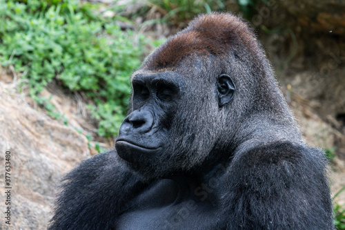  silverback gorilla resting in the meadow