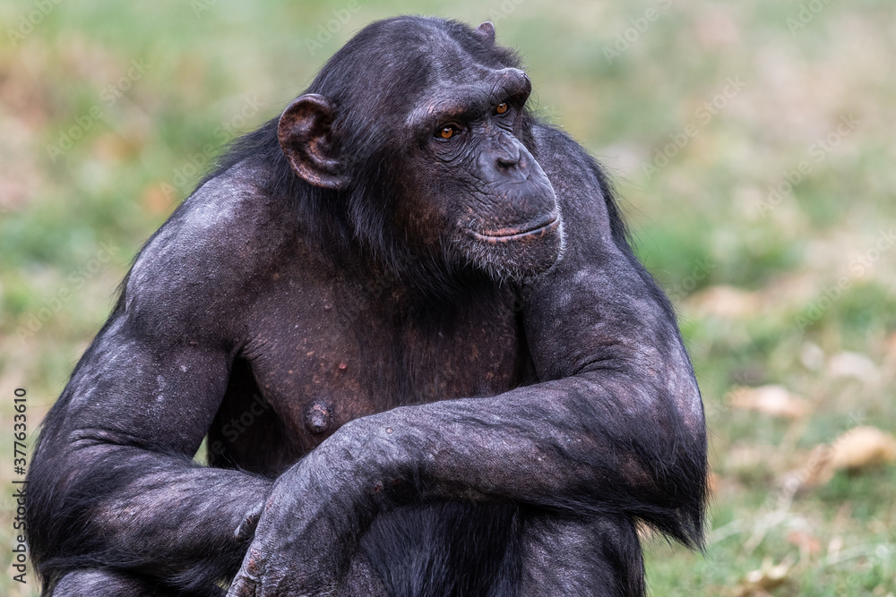 Chimpanzee resting in the forest Chimpanzee resting in the forest
