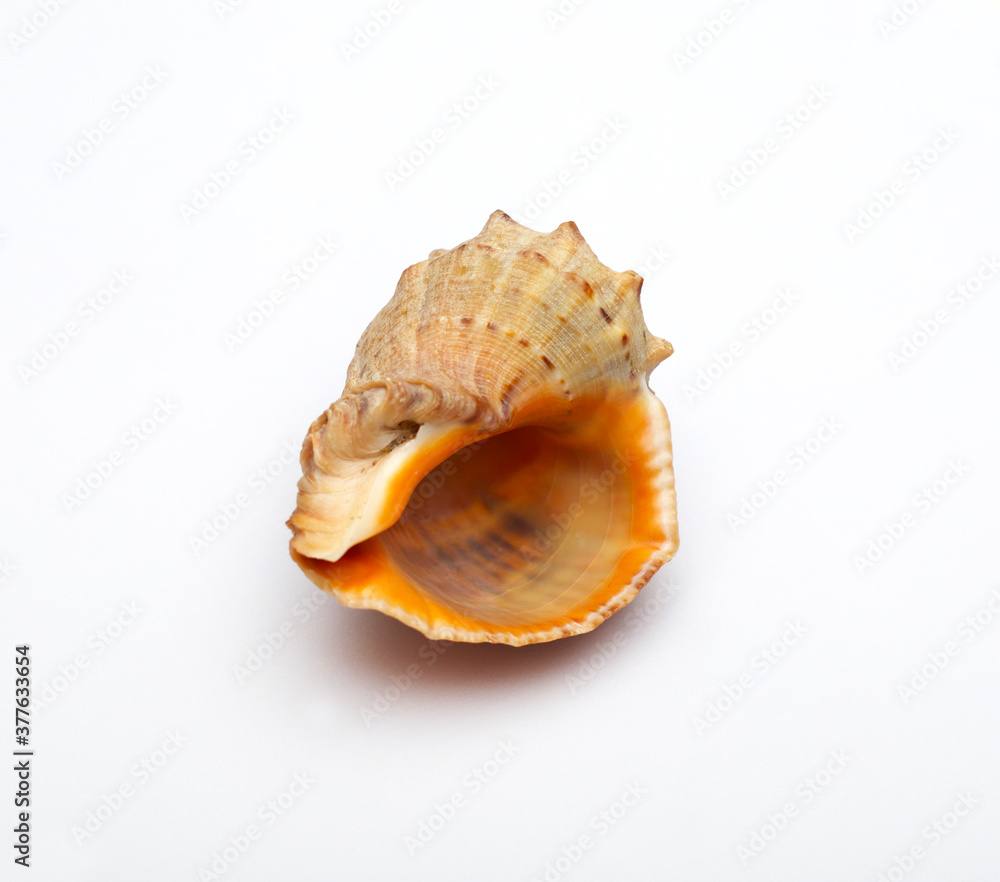 life, single, one, snail, water, seafood, organic, relaxation, white background, empty, seashell, oceanic, nobody, souvenir, conch, ocean, beach, animal, echinoderm, decor, cutout, spiral, travel, mol life, single, one, snail, water, seafood, organic, relaxation, white background, empty, seashell, oceanic, nobody, souvenir, conch, ocean, beach, animal, echinoderm, decor, cutout, spiral, travel, mol