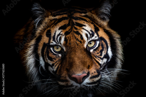 Portrait of tiger with a black background © AB Photography