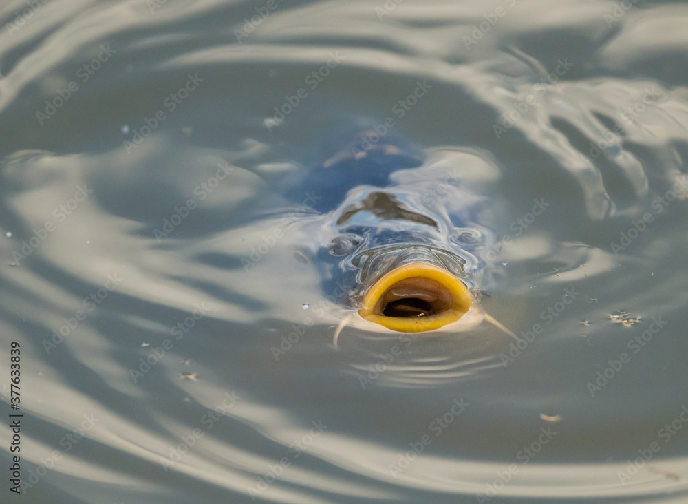 european common carp (Cyprinus carpio) sticking mouth from water